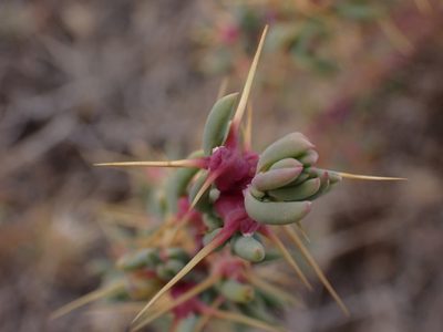 Sclerolaena tricuspis, photographed by Nina Kerr