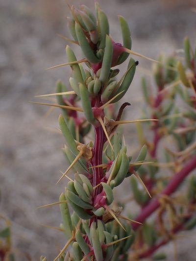Sclerolaena tricuspis, photographed by Nina Kerr