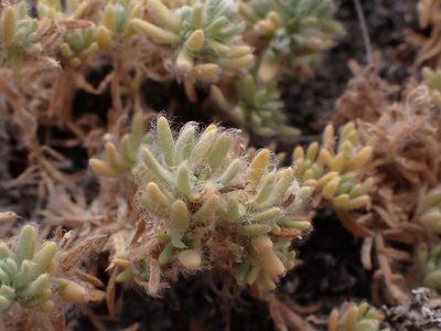 Sclerolaena brachyptera, photographed by Nina Kerr