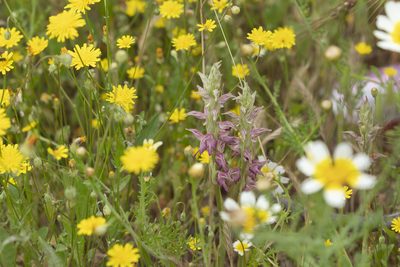 Anacamptis sancta, photographed by Eleftherios Katsillis