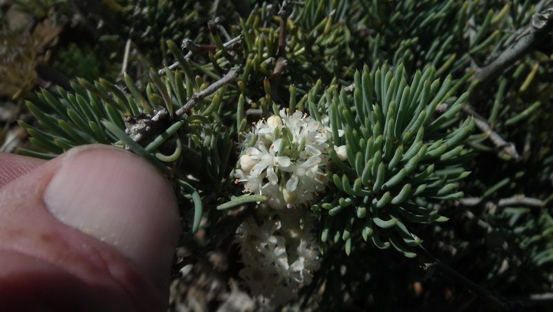 Asparagus crassicladus, photographed by Shaun Swanepoel