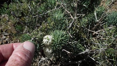 Asparagus crassicladus, photographed by Shaun Swanepoel