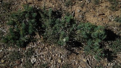 Asparagus crassicladus, photographed by Shaun Swanepoel