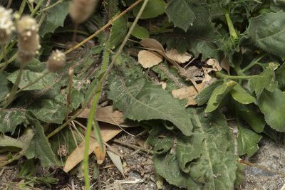 Picris rhagadioloides, photographed by Eleftherios Katsillis