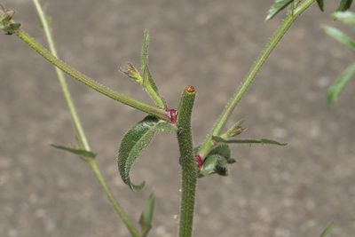 Picris rhagadioloides, photographed by Eleftherios Katsillis
