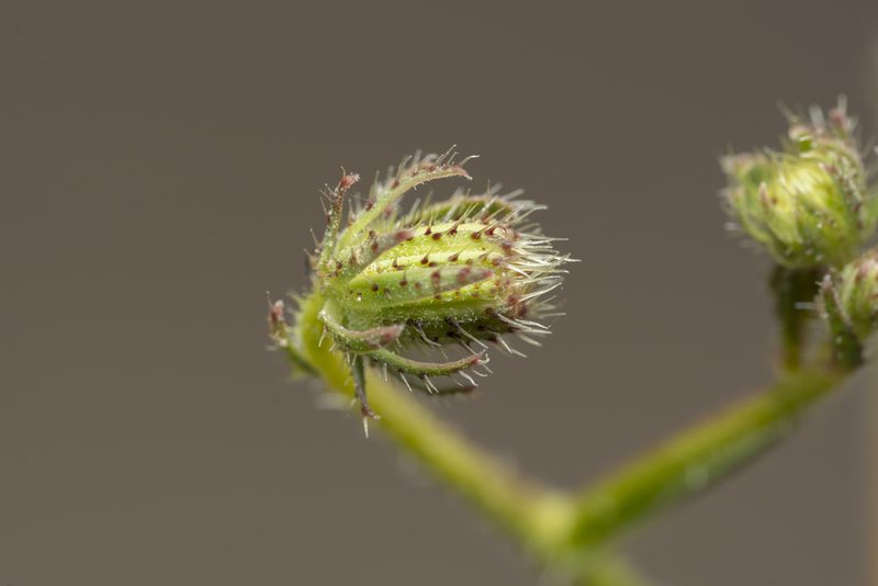 Picris rhagadioloides, photographed by Eleftherios Katsillis