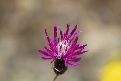 Crupina crupinastrum, photographed by Eleftherios Katsillis