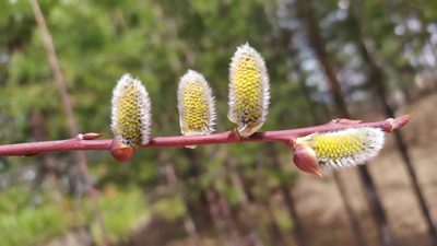 Salix acutifolia, photographed by Алексей Ябс