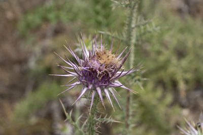Onopordum boissierianum, photographed by Eleftherios Katsillis
