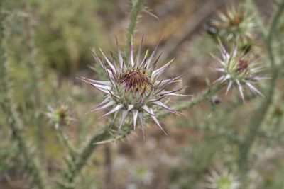 Onopordum boissierianum, photographed by Eleftherios Katsillis