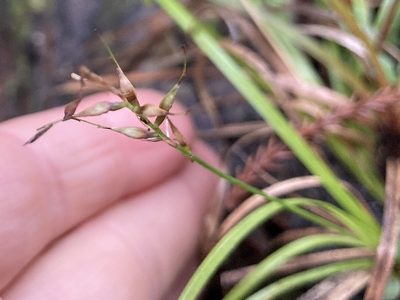 Carex zotovii, photographed by nick_goldwater
