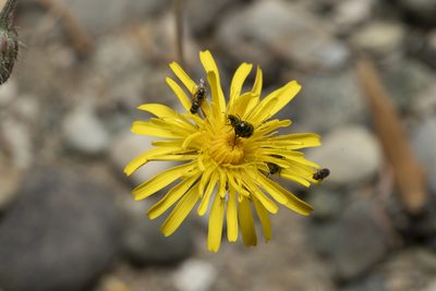 Crepis commutata, photographed by Eleftherios Katsillis