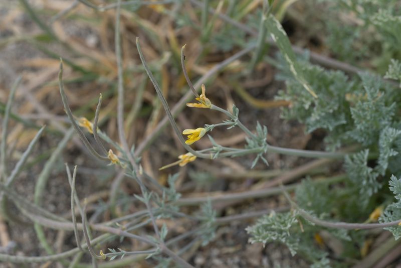 Hypecoum torulosum, photographed by Eleftherios Katsillis