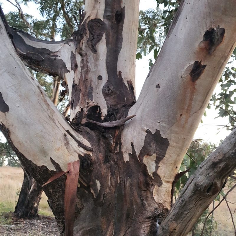 Eucalyptus blakelyi, photographed by Claudia Schipp