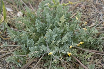 Hypecoum torulosum, photographed by Eleftherios Katsillis