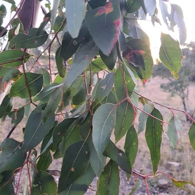 Eucalyptus blakelyi, photographed by Claudia Schipp