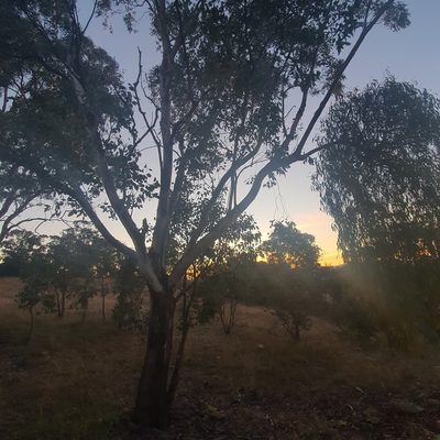 Eucalyptus blakelyi, photographed by Claudia Schipp