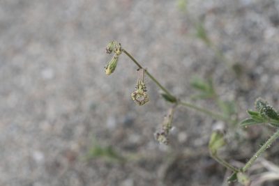 Silene discolor, photographed by Eleftherios Katsillis