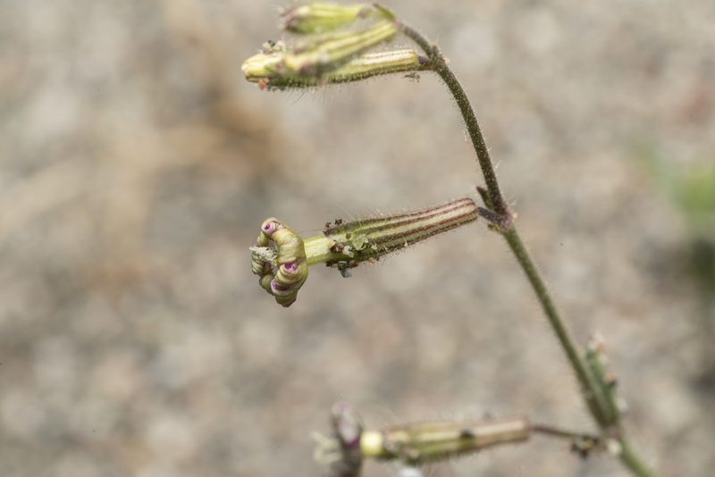 Silene discolor, photographed by Eleftherios Katsillis