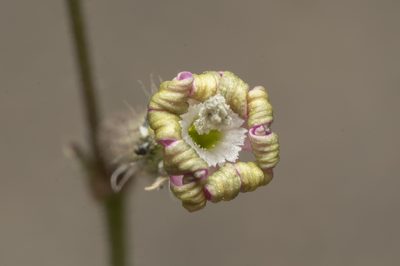 Silene discolor, photographed by Eleftherios Katsillis