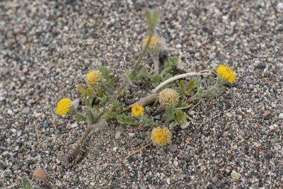 Anthemis rigida, photographed by Eleftherios Katsillis