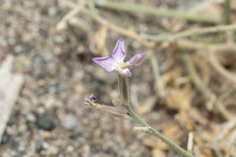 Matthiola longipetala, photographed by Eleftherios Katsillis