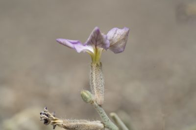 Matthiola longipetala, photographed by Eleftherios Katsillis