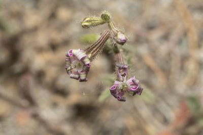 Silene discolor, photographed by Eleftherios Katsillis