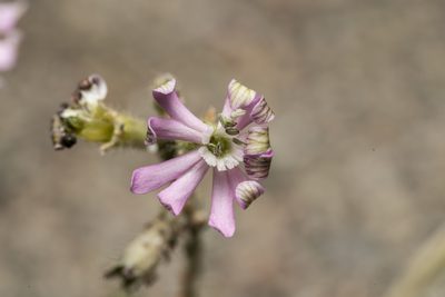 Silene discolor, photographed by Eleftherios Katsillis