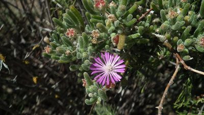 Drosanthemum hispidum, photographed by Shaun Swanepoel