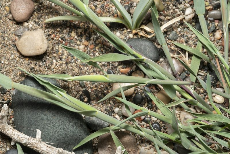 Triplachne nitens, photographed by Eleftherios Katsillis