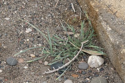 Triplachne nitens, photographed by Eleftherios Katsillis