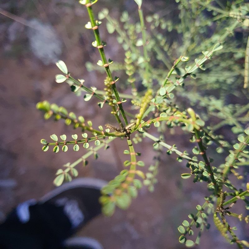 Indigofera adesmiifolia, photographed by Claudia Schipp