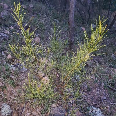 Indigofera adesmiifolia, photographed by Claudia Schipp
