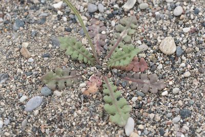 Limonium sinuatum, photographed by Eleftherios Katsillis
