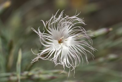 Dianthus crinitus, photographed by Eleftherios Katsillis