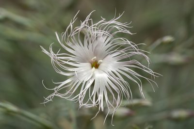 Dianthus crinitus, photographed by Eleftherios Katsillis