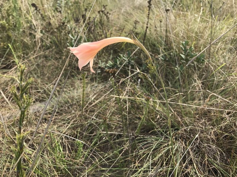 Gladiolus meridionalis, photographed by Andrew Gillespie