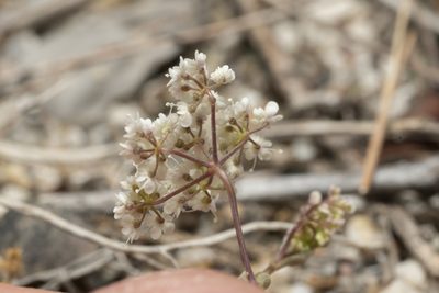 Pimpinella cretica, photographed by Eleftherios Katsillis