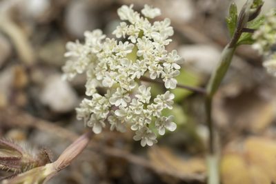 Pimpinella cretica, photographed by Eleftherios Katsillis