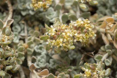Odontarrhena sibirica, photographed by Eleftherios Katsillis