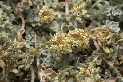 Odontarrhena sibirica, photographed by Eleftherios Katsillis