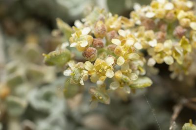 Odontarrhena sibirica, photographed by Eleftherios Katsillis
