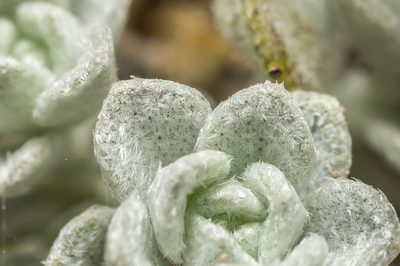 Odontarrhena sibirica, photographed by Eleftherios Katsillis
