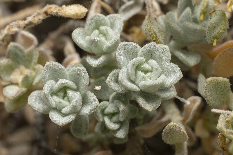 Odontarrhena sibirica, photographed by Eleftherios Katsillis
