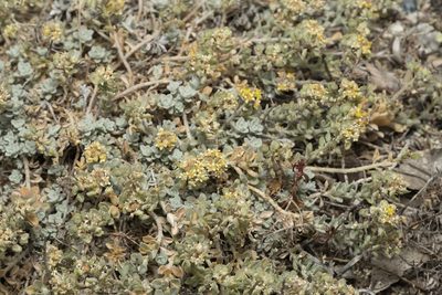 Odontarrhena sibirica, photographed by Eleftherios Katsillis