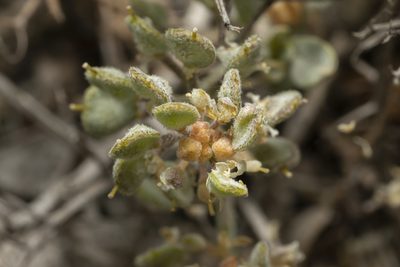 Odontarrhena sibirica, photographed by Eleftherios Katsillis
