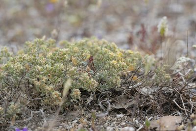 Odontarrhena sibirica, photographed by Eleftherios Katsillis