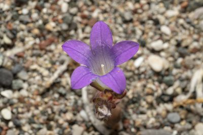 Campanula rhodensis, photographed by Eleftherios Katsillis