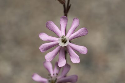 Silene discolor, photographed by Eleftherios Katsillis